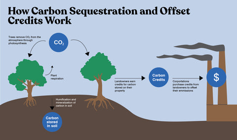 Need Help Turning Tree Planting and Treated Wastewater Use into Carbon Credits